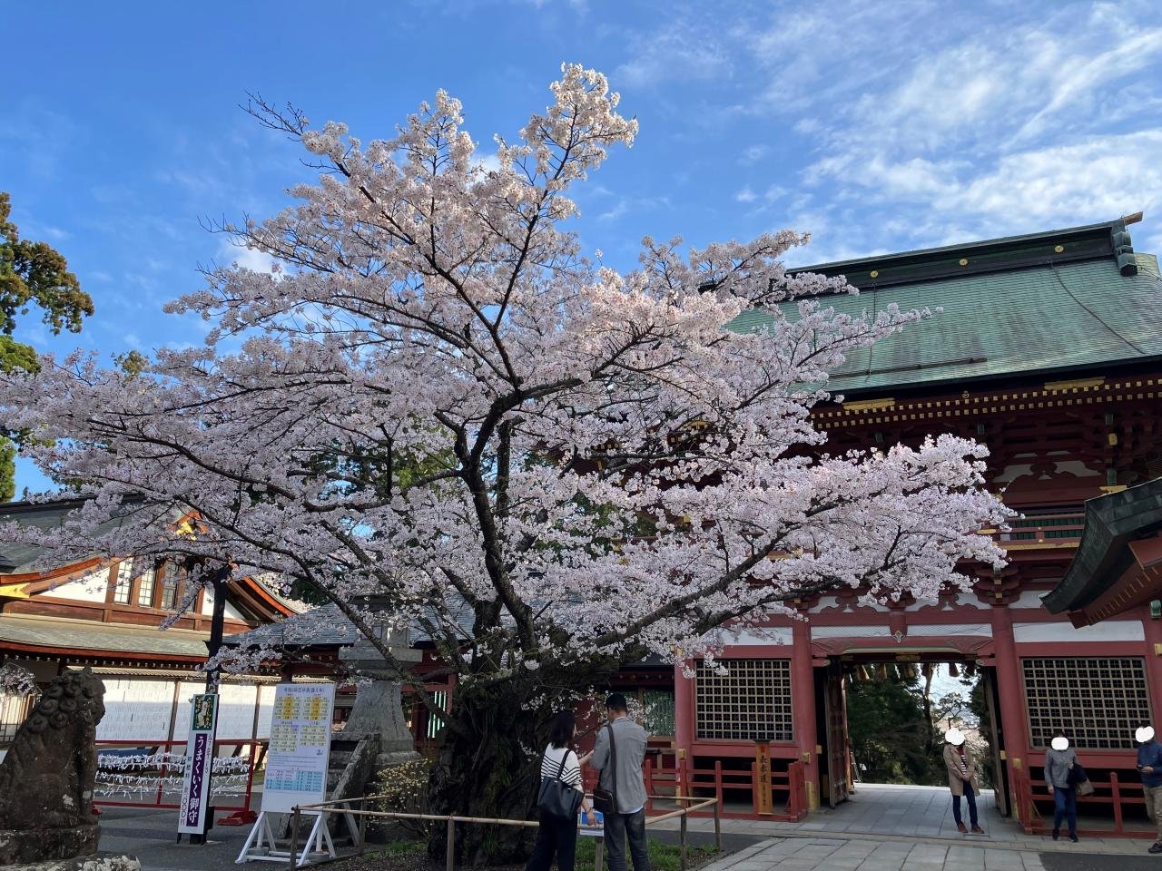 鹽竈神社桜
