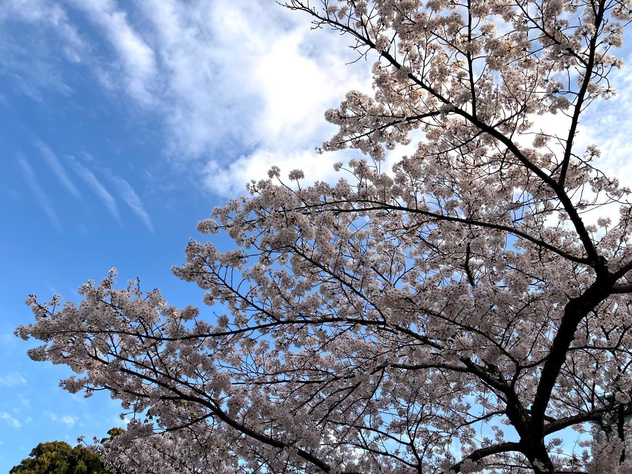 鹽竈神社桜