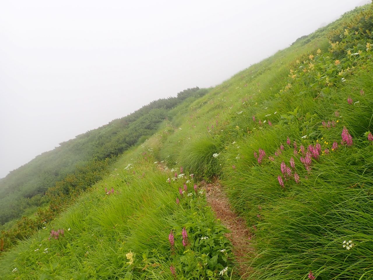 鳥海山の花畑ガスにまかれてきれいでした。